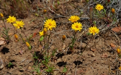 Pentachaeta aurea aurea