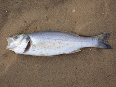 Dicentrarchus labrax