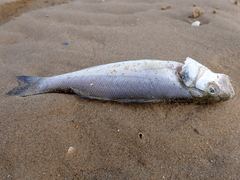 Dicentrarchus labrax