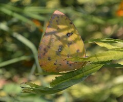 Phoebis philea philea