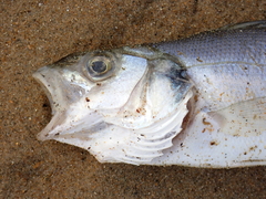 Dicentrarchus labrax