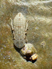 Ledromorpha planirostris
