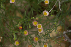 Erigeron modestus