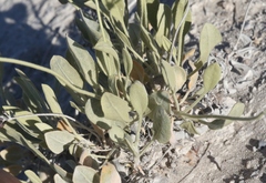 Eriogonum natum