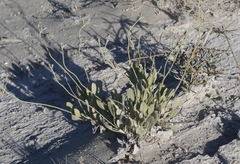 Eriogonum natum