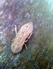 Ledromorpha planirostris
