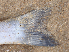 Dicentrarchus labrax