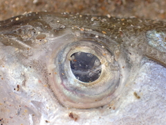 Dicentrarchus labrax