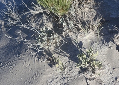 Eriogonum natum