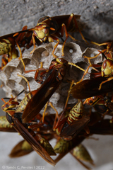Polistes cavapyta