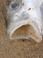 Dicentrarchus labrax