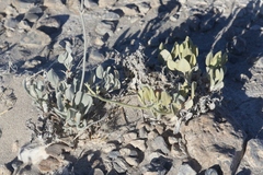 Eriogonum natum