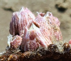 Paraconcavus pacificus