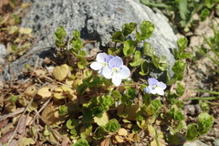 Veronica filiformis
