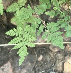 Myriopteris myriophylla