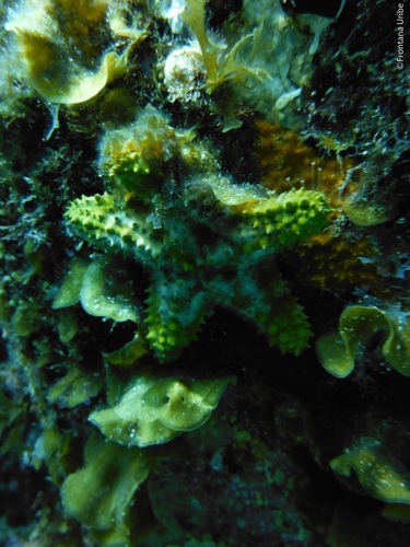 Red Cushion Sea Star, photo 5 of 10