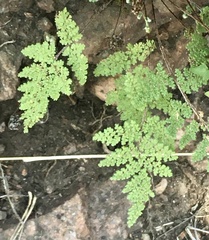Myriopteris myriophylla