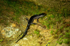 Plethodon meridianus
