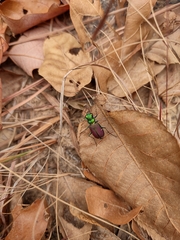 Cicindela splendida