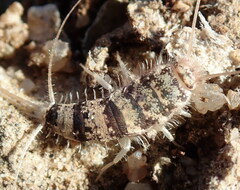 Thermobia domestica