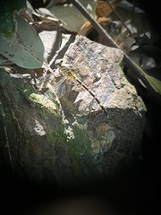 Austrogomphus amphiclitus