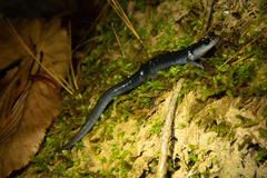 Plethodon meridianus