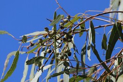 Corymbia leichhardtii