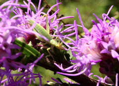 Oecanthus quadripunctatus
