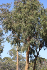 Corymbia leichhardtii
