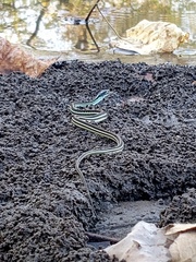 Thamnophis proximus proximus