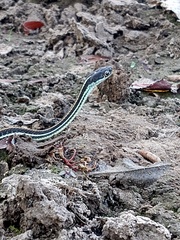 Thamnophis proximus proximus