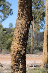 Corymbia leichhardtii