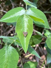 Choreutis