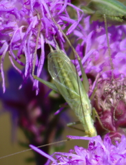 Oecanthus quadripunctatus