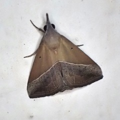 Hypena lividalis