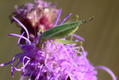 Oecanthus quadripunctatus