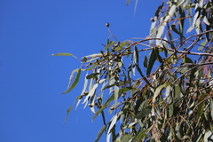 Corymbia leichhardtii