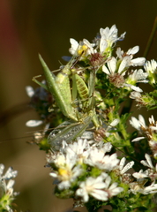 Oecanthus forbesi