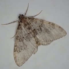 Nebula ibericata