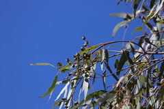 Corymbia leichhardtii