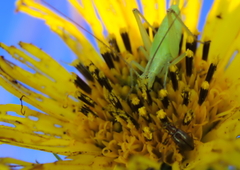 Oecanthus quadripunctatus