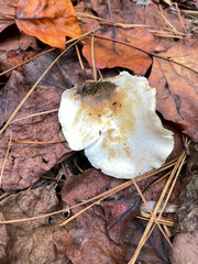 Polyporus radicatus