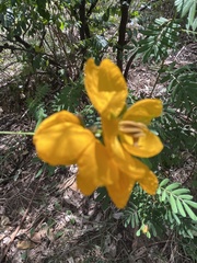 Senna barronfieldii