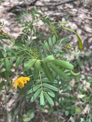 Senna barronfieldii