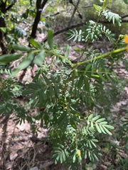 Senna barronfieldii