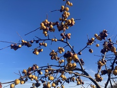 Crataegus mexicana