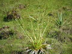 Eriocaulon arechavaletae