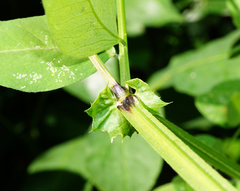 Vicia dumetorum