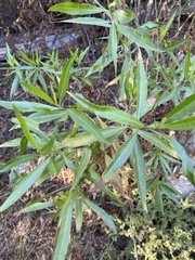 Baccharis salicifolia