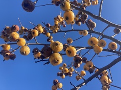 Crataegus mexicana